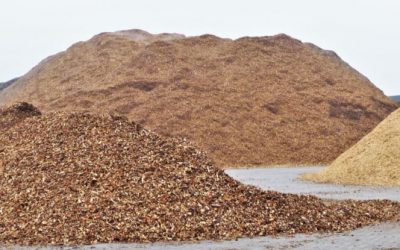 Beschikbaarheid van Nederlandse verse houtige biomassa in 2030 tot 2050