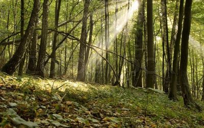 Biomassa en CO2