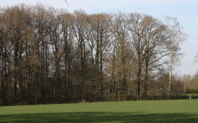 Ruim voldoende hout beschikbaar uit Europese bossen