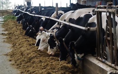 Rabobank artikel: Potentie monomestvergisting in landbouwtransitie