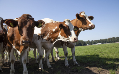 Duurzame energie als alternatief verdienmodel voor boeren